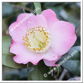 Camellia Camellia Japonica de Higo 'Ô-zora'