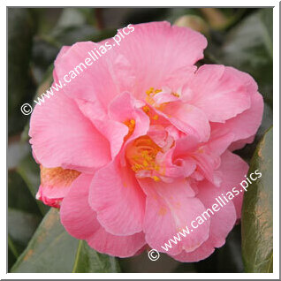 Camellia Hybrid 'Paddy's Perfumed'