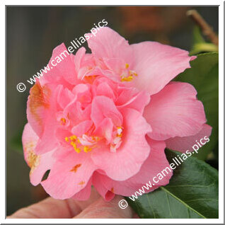 Camellia Hybrid 'Paddy's Perfumed'