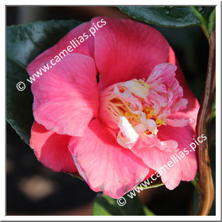 Camellia Japonica 'Paeoniiflora'