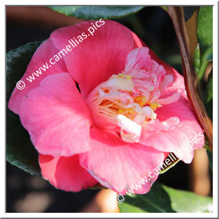 Camellia Japonica 'Paeoniiflora'