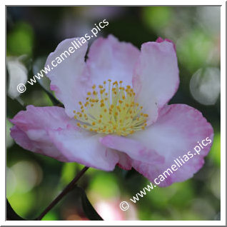 Camellia Sasanqua 'Pale Moonlight'