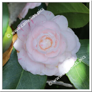 Camellia Japonica 'Pallade Nova'