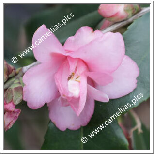 Camellia Hybride 'Pam's Kerridancer'