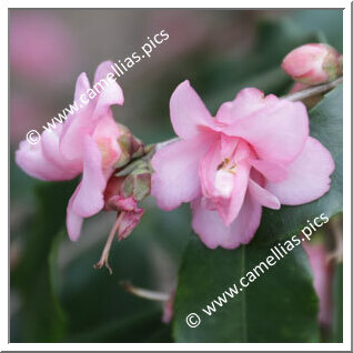 Camellia Hybride 'Pam's Kerridancer'