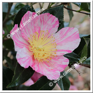 Camellia Sasanqua 'Panaché de Gaujacq'