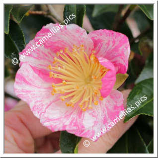 Camellia Sasanqua 'Panaché de Gaujacq'