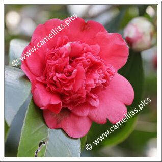 Camellia Japonica 'Panceri'