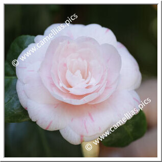 Camellia Japonica 'Paola Casanova'