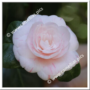 Camellia Japonica 'Paola Casanova'