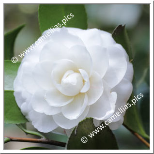 Camellia Japonica 'Paolina Lucca'