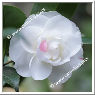 Camellia Japonica 'Paolina Lucca'