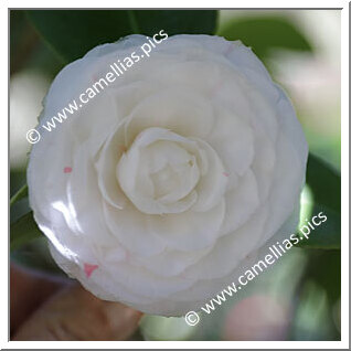 Camellia Japonica 'Paolina Maggi'