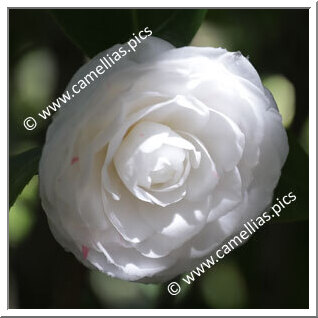 Camellia Japonica 'Paolina Maggi'