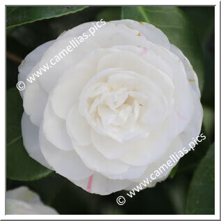 Camellia Japonica 'Paolina Maggi'
