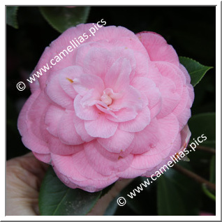 Camellia Japonica 'Paolina Pelas'
