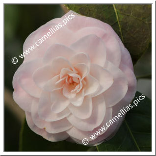 Camellia Hybrid 'Paper Dolls'