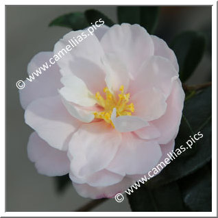 Camellia Sasanqua 'Paradise Audrey '