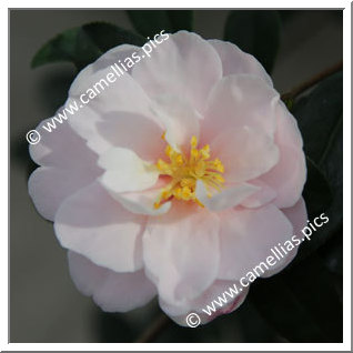 Camellia Sasanqua 'Paradise Audrey '