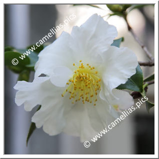 Camellia Sasanqua 'Paradise Barbara '