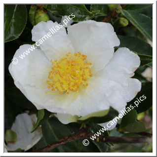Camellia Sasanqua 'Paradise Barbara '