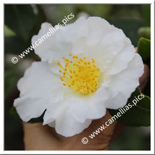 Camellia Sasanqua 'Paradise Barbara '