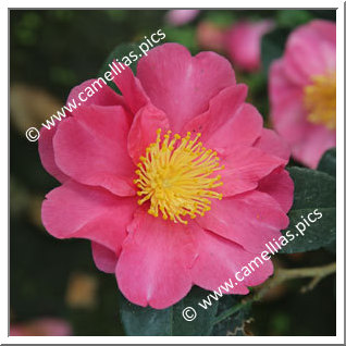 Camellia Sasanqua 'Paradise Belinda'