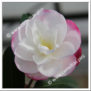 Camellia Sasanqua 'Paradise Blush'