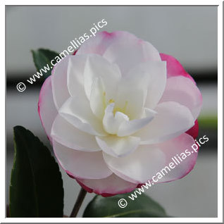 Camellia Sasanqua 'Paradise Blush'