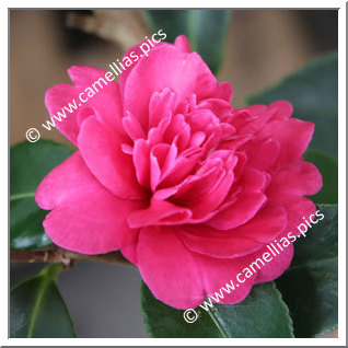 Camellia Sasanqua 'Paradise Caroline'