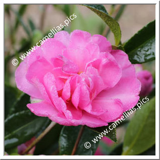 Camellia Sasanqua 'Paradise Hilda'
