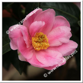 Camellia Hybride 'Paradise Illumination'