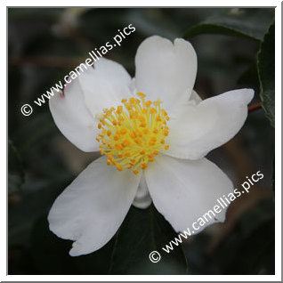 Camellia Sasanqua 'Paradise Janell '