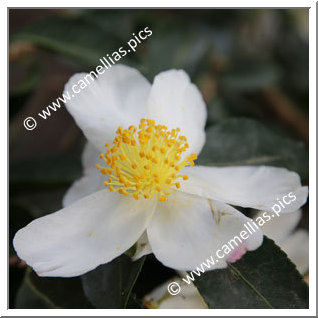 Camellia Sasanqua 'Paradise Janell '