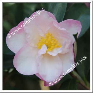 Camellia Sasanqua 'Paradise Jennifer'