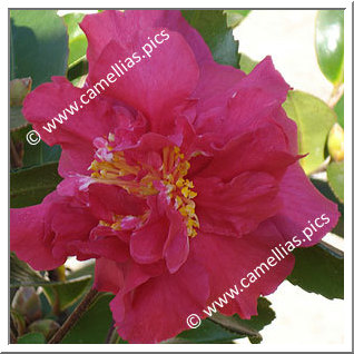 Camellia Sasanqua 'Paradise Joan'