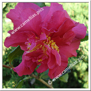 Camellia Sasanqua 'Paradise Joan'