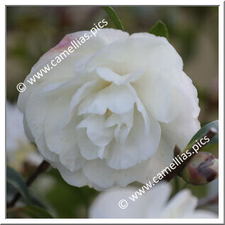 Camellia Sasanqua 'Paradise Little Liane'