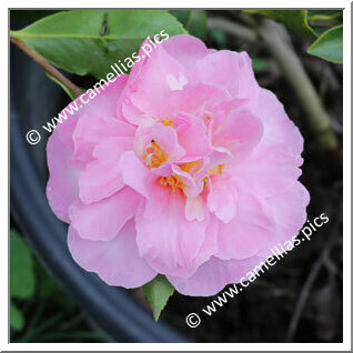 Camellia Sasanqua 'Paradise Louise'