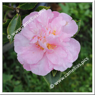 Camellia Sasanqua 'Paradise Louise'