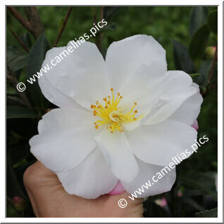 Camellia Sasanqua 'Paradise Pearl'