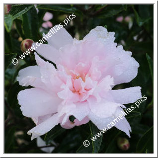 Camellia Sasanqua 'Paradise Petite'