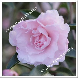 Camellia Sasanqua 'Paradise Petite'