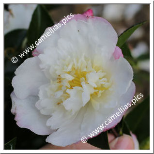 Camellia Sasanqua 'Paradise Venessa'