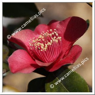 Camellia Japonica 'Parc de Saumarez'