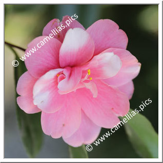 Camellia Japonica 'Paride'