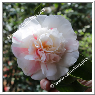 Camellia Japonica 'Parini'