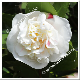 Camellia Japonica 'Parini'