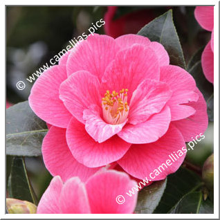 Camellia Hybrid 'Park Ar Brug JT'