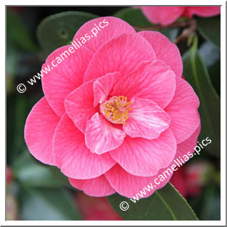 Camellia Hybrid 'Park Ar Brug JT'